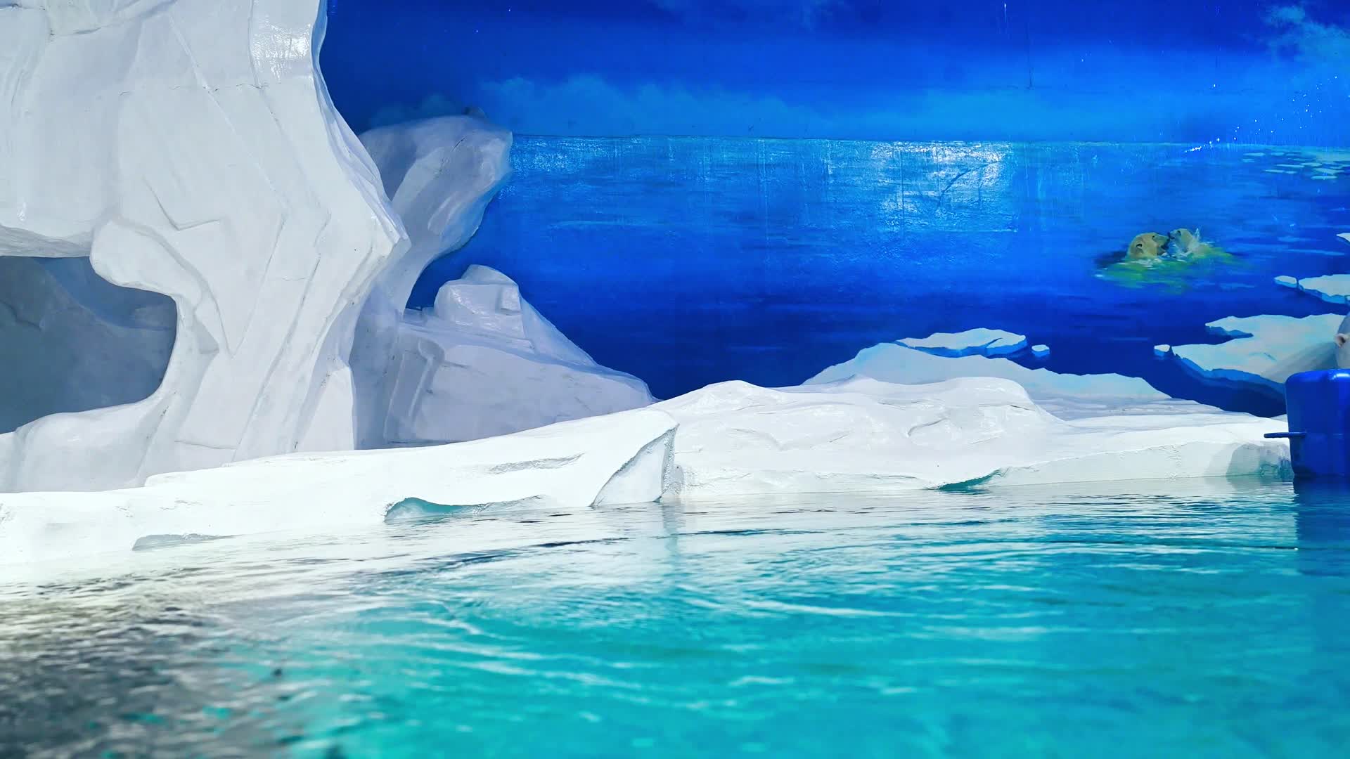 天津海洋公园北极熊视频的预览图