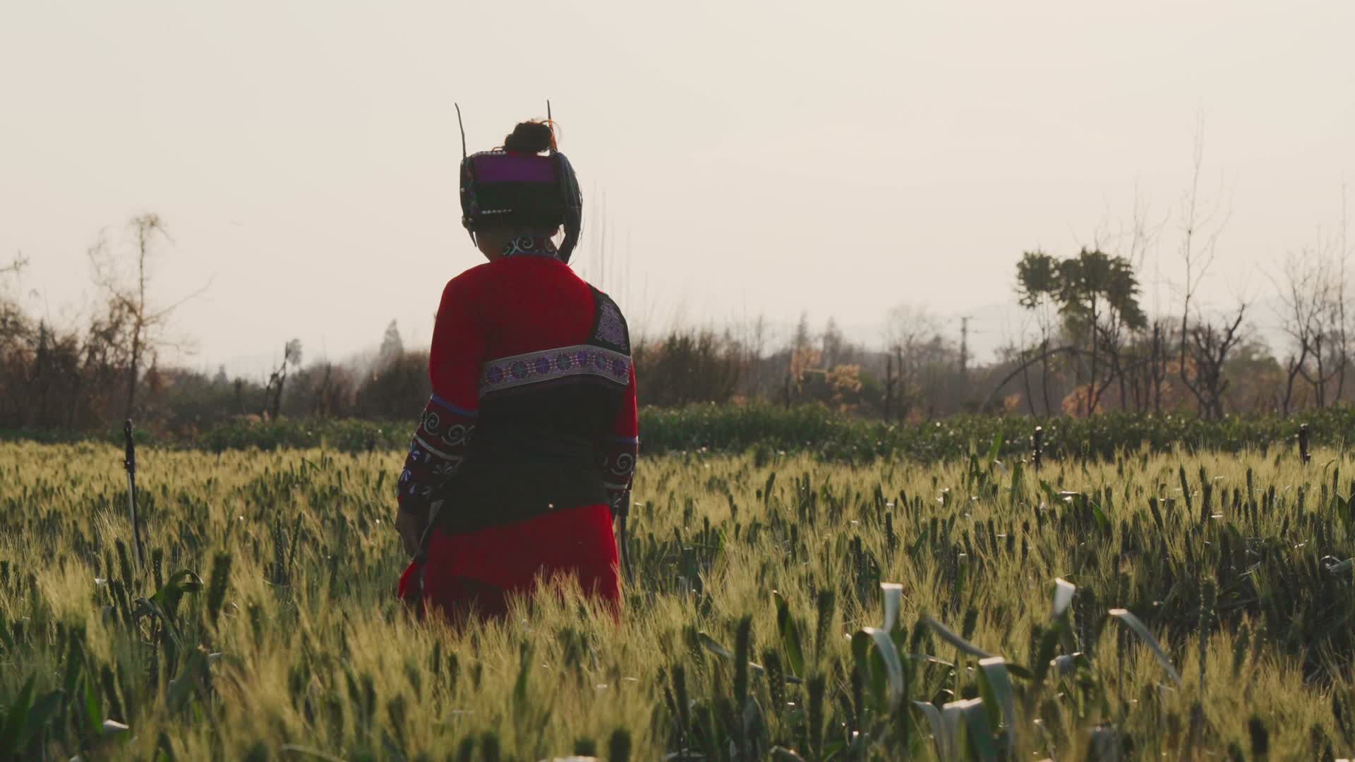 傍晚金黄色夕阳下小麦田里行走的阿诗玛姑娘视频的预览图