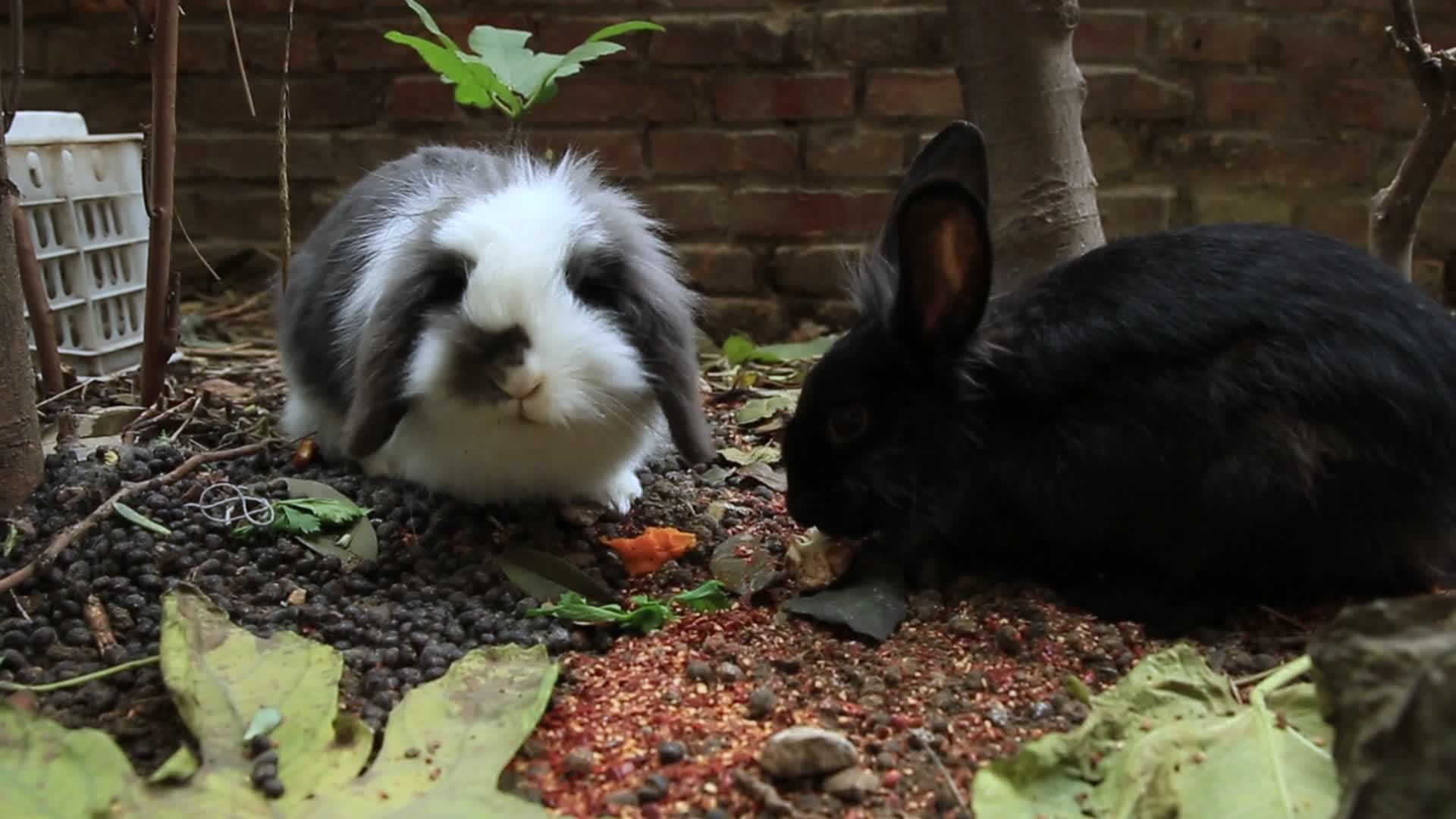 两只可爱的宠物小兔子视频的预览图