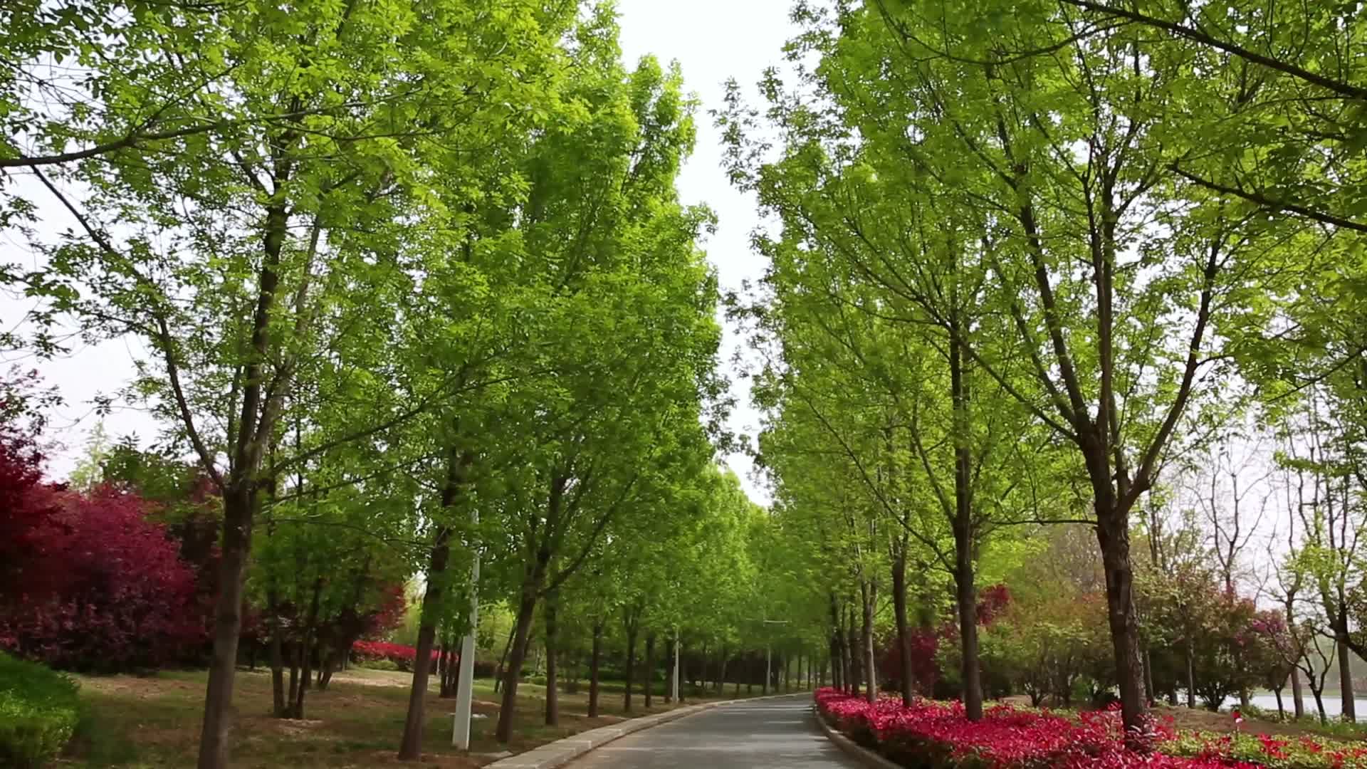 清明节春天树林花花草草视频的预览图
