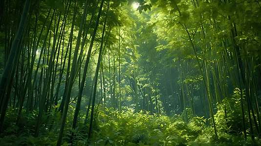 4K清新自然风光森林自然丛林树林山林景色视频的预览图
