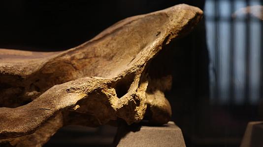 博物馆化石动物骨头视频的预览图