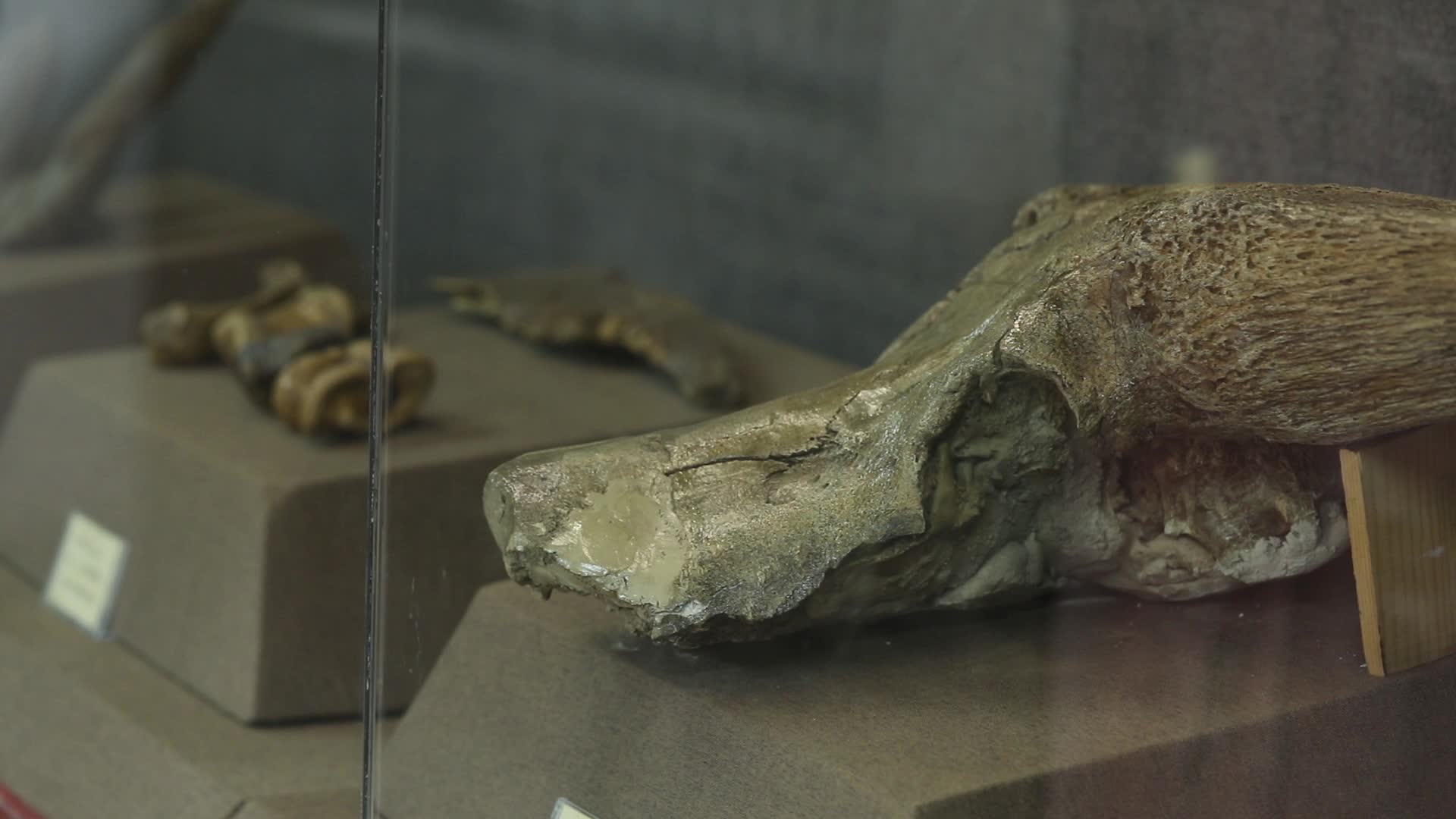 博物馆化石视频的预览图