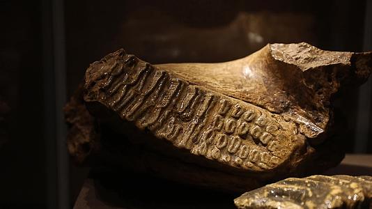 博物馆化石视频的预览图