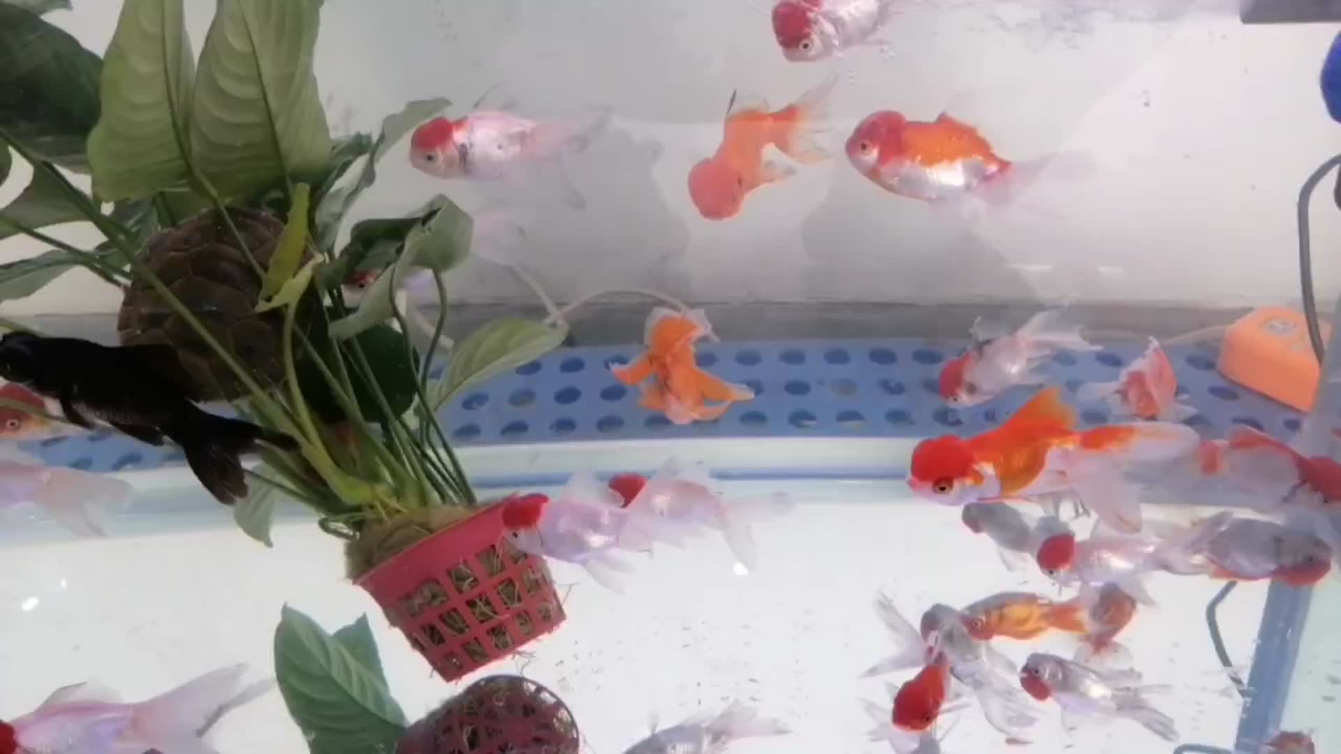 鱼缸里游动的金鱼视频的预览图