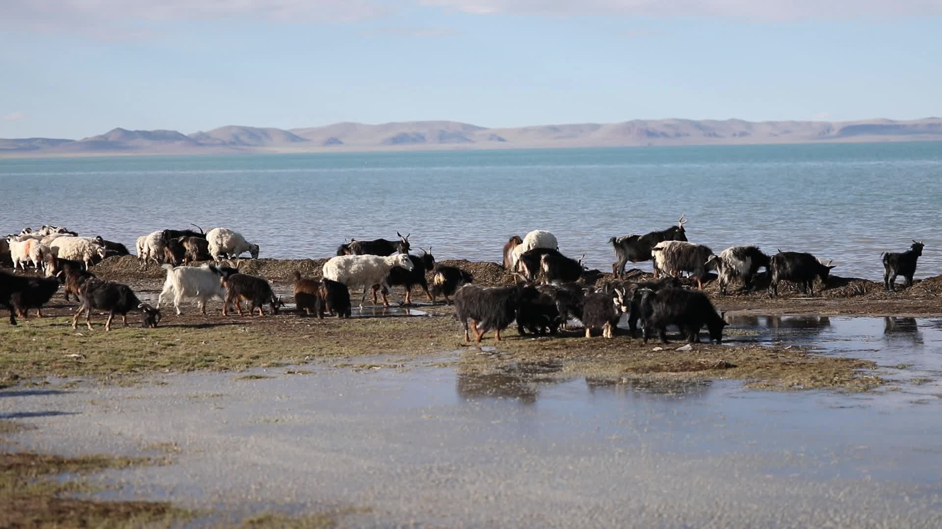西藏阿里湖泊放牧羊视频的预览图