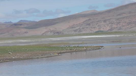 西藏阿里湖泊水鸟视频的预览图