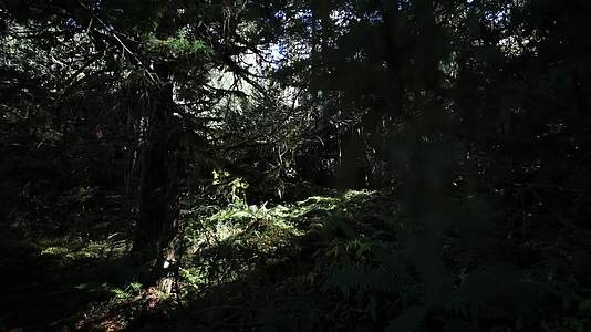 原始森林雨林苔藓视频的预览图