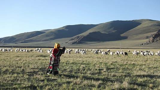 西藏阿里草原放牧羊视频的预览图