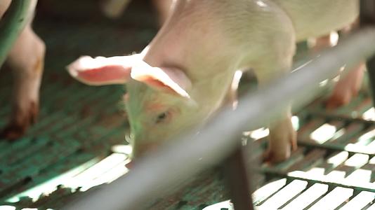 养猪场养殖视频的预览图