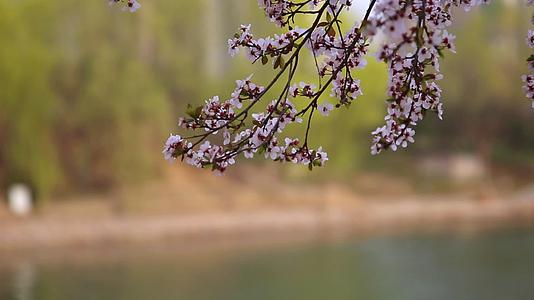 春季清明踏青河边花草树木视频的预览图