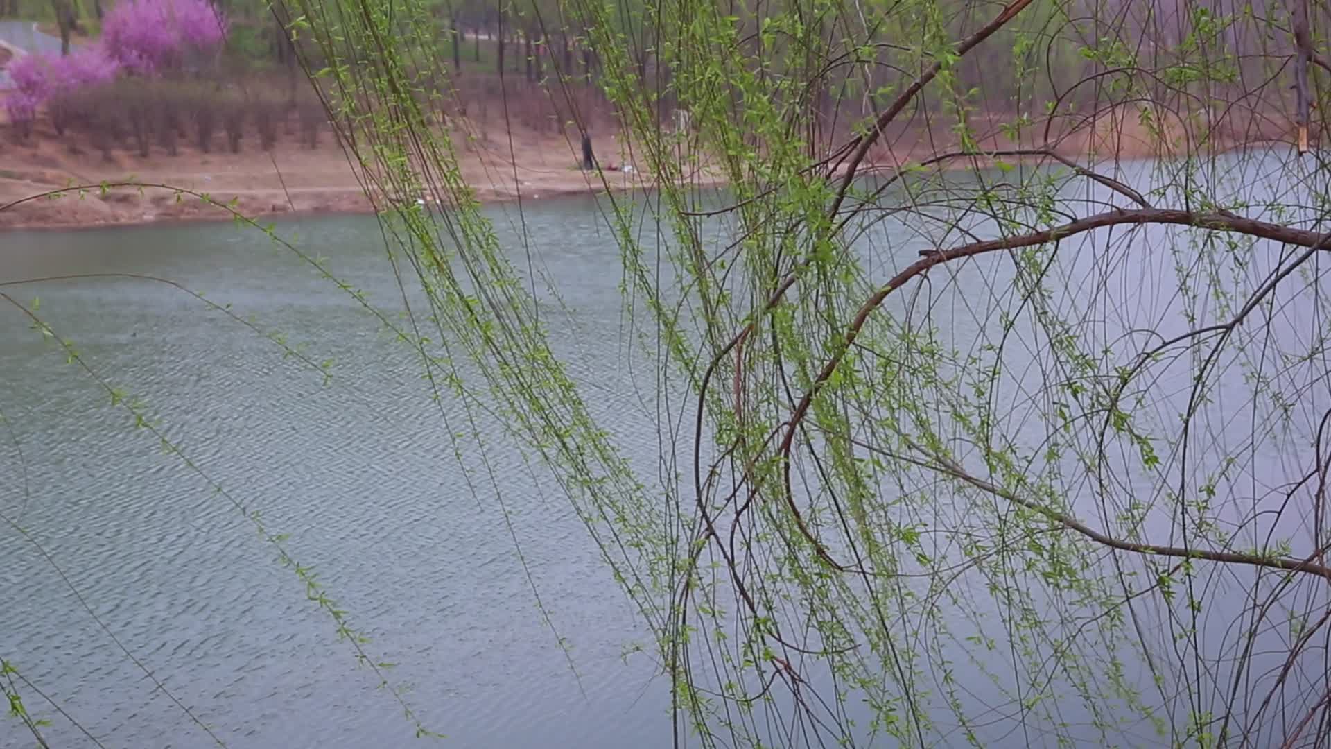 清明春暖花开河边垂柳视频的预览图