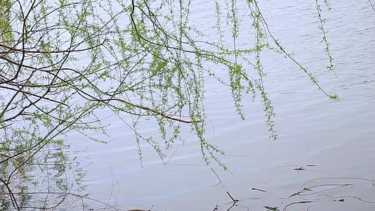 春季湖水垂柳视频的预览图