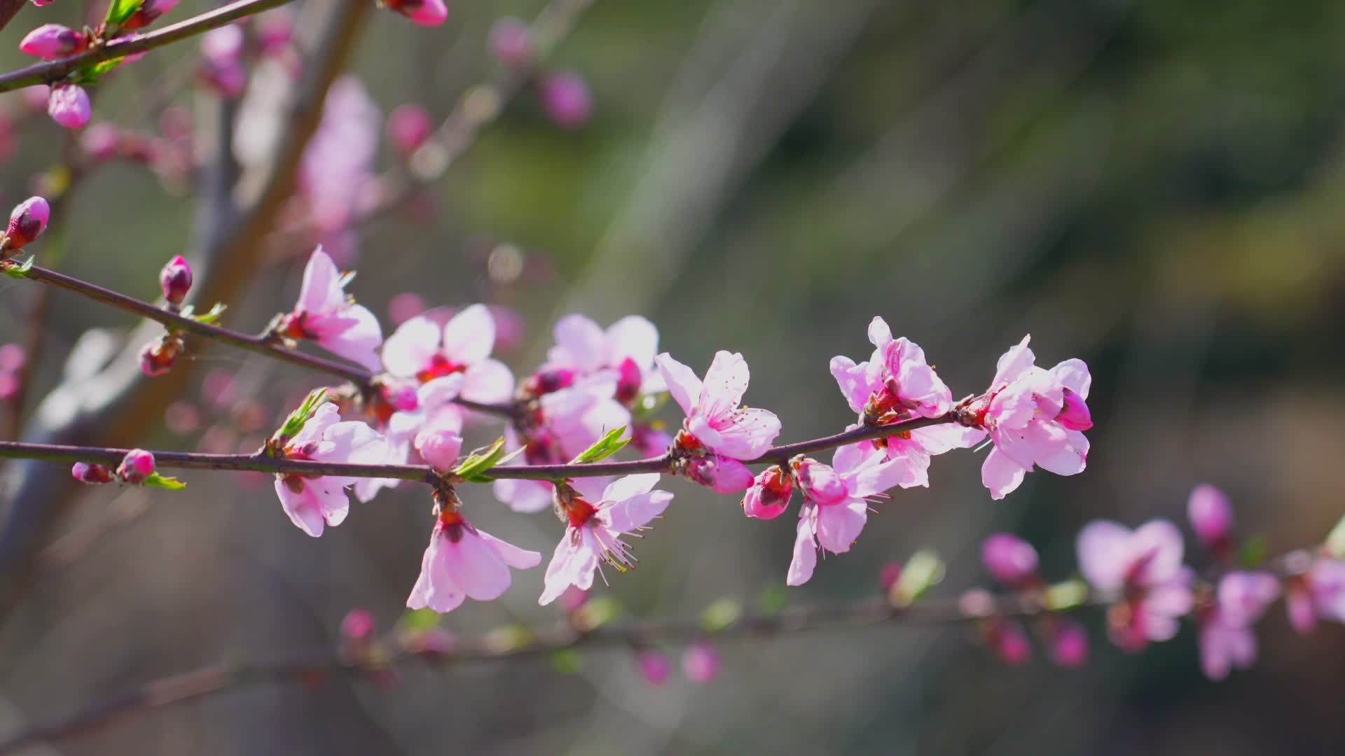 春季桃花盛开视频的预览图