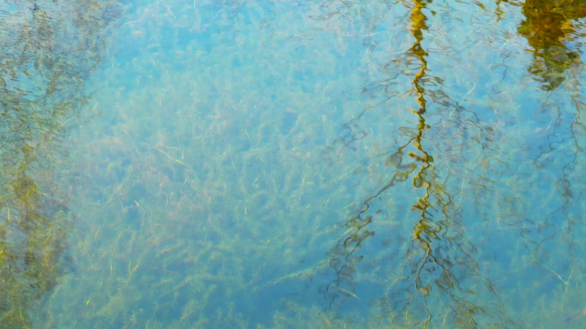 水塘清澈见底视频的预览图