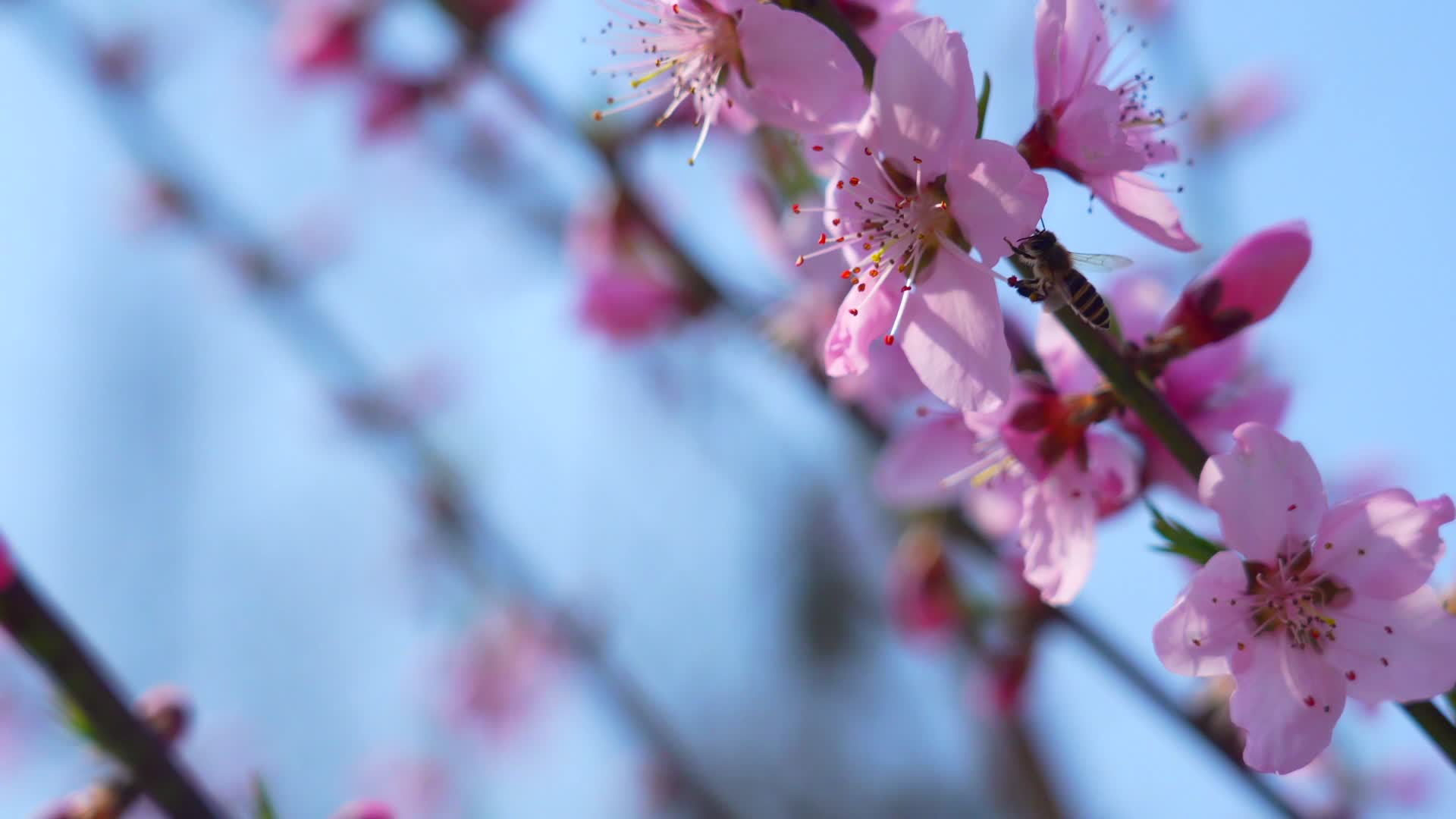 春季桃花盛开视频的预览图