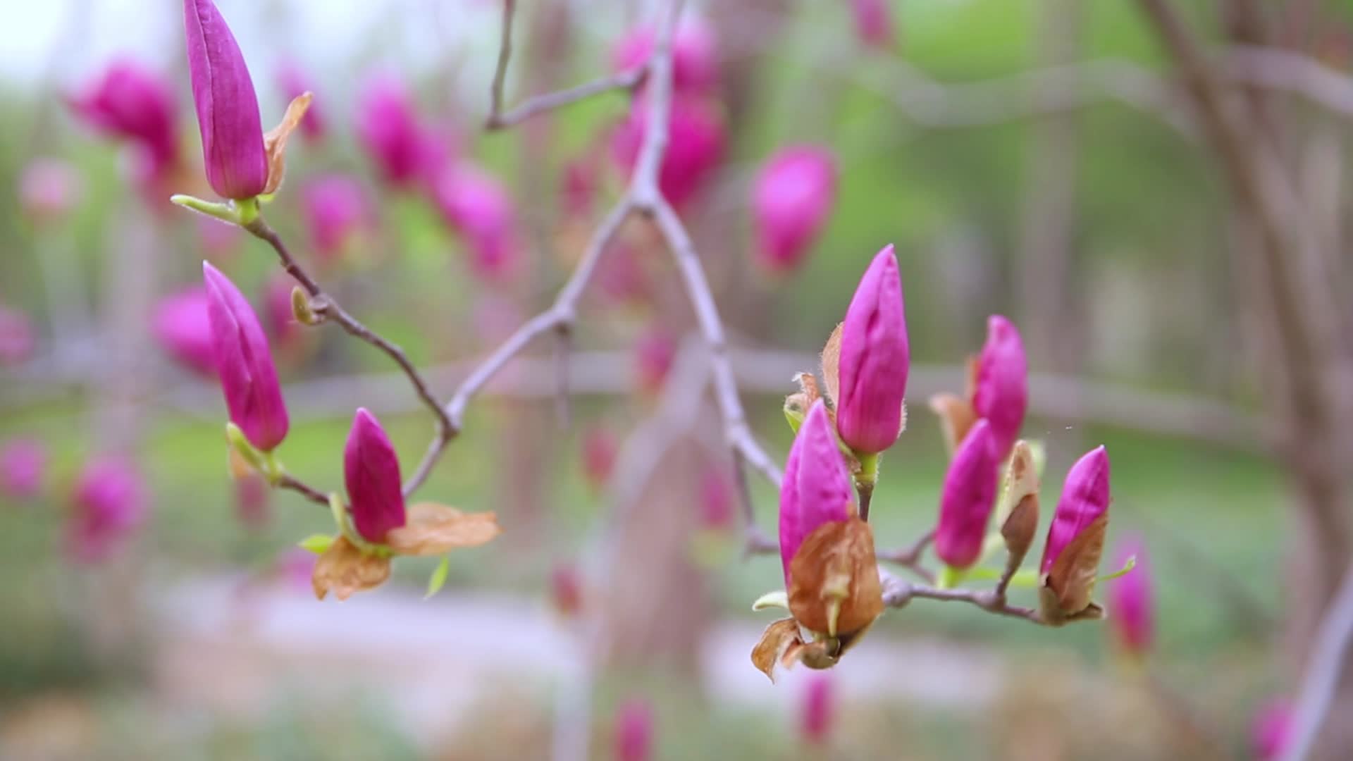 花草树木自然风景玉兰花视频的预览图