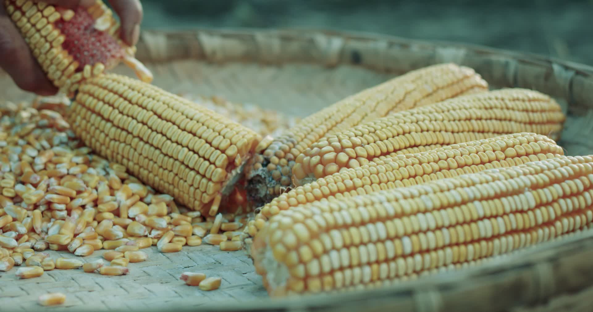 秋天丰收玉米视频的预览图