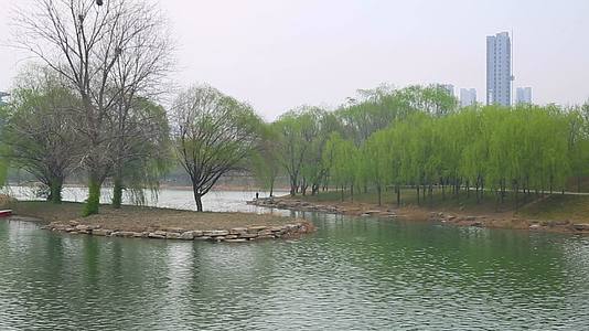 春天自然风景湖水柳树清明踏青视频的预览图