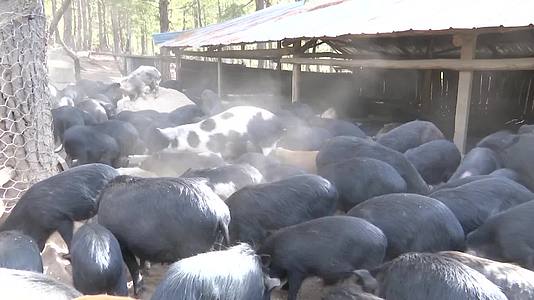藏香猪养殖视频的预览图