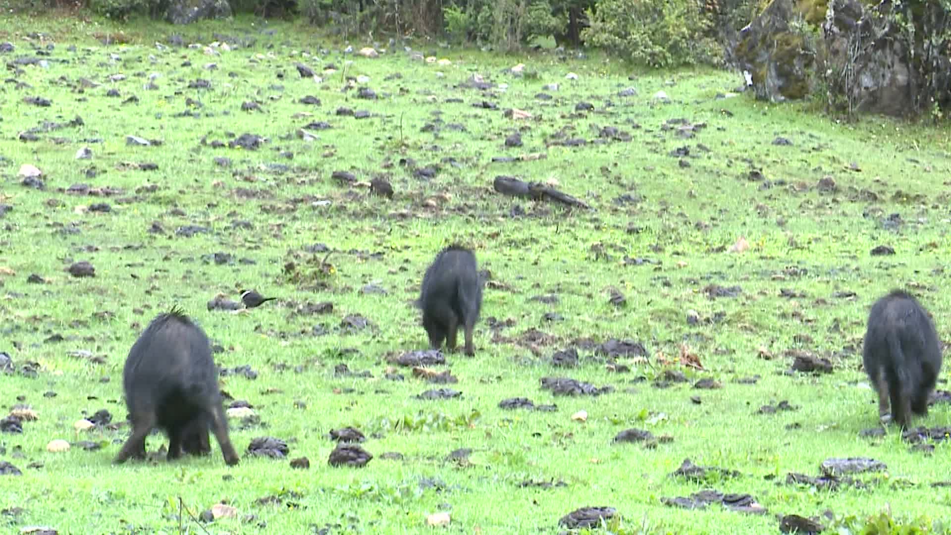 藏香猪养殖视频的预览图