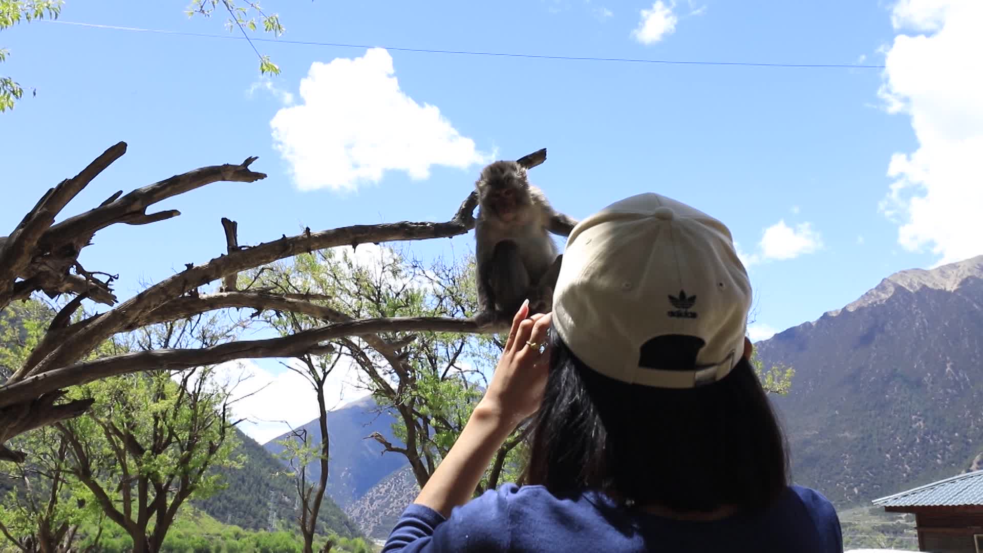 西藏猕猴视频的预览图