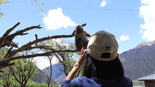 西藏猕猴视频的预览图