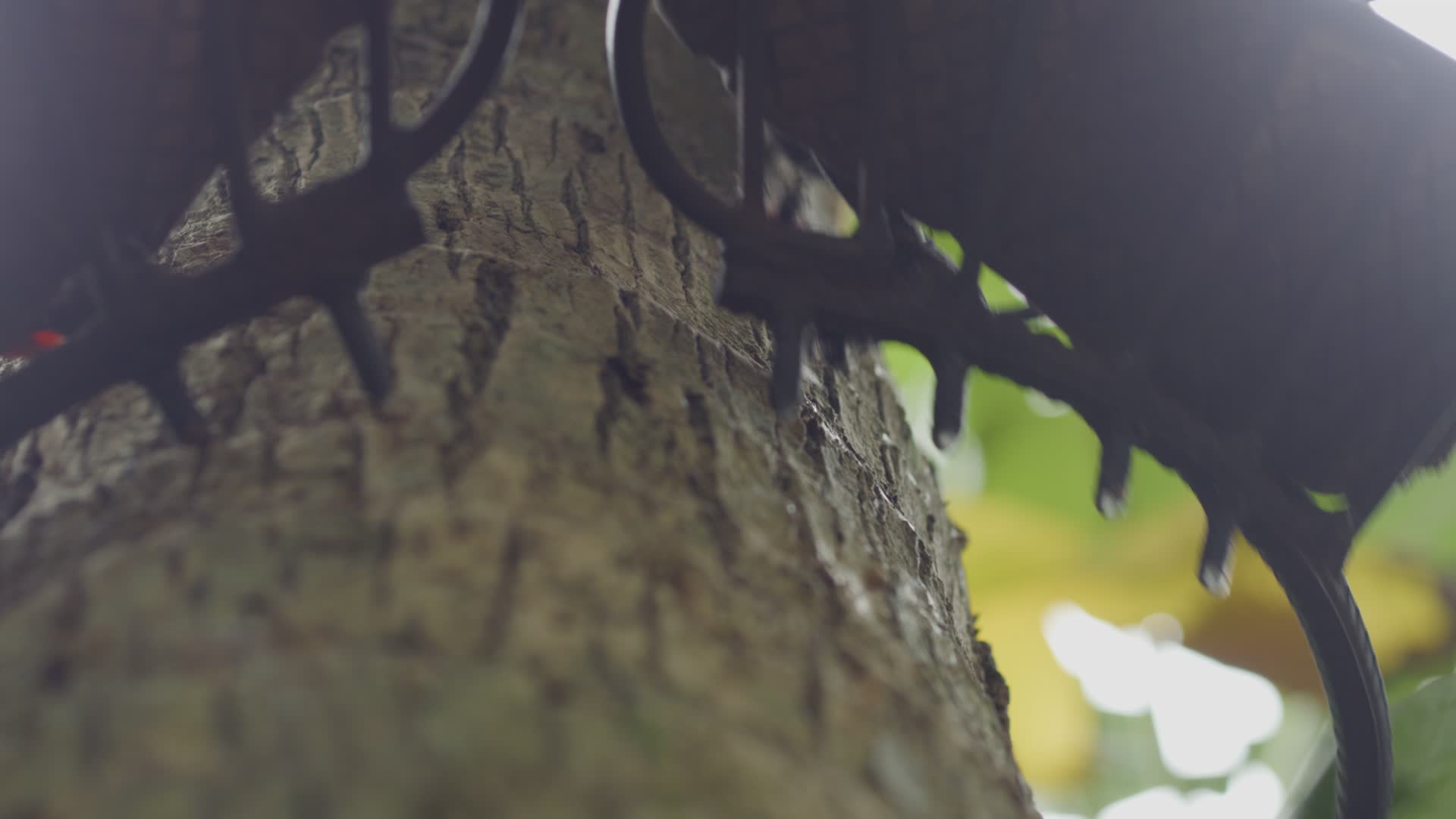 爬椰子树4k实拍视频的预览图