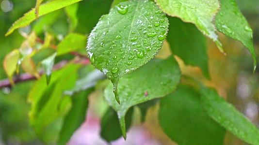 雨后绿意盎然的青梅树叶果实特写视频的预览图