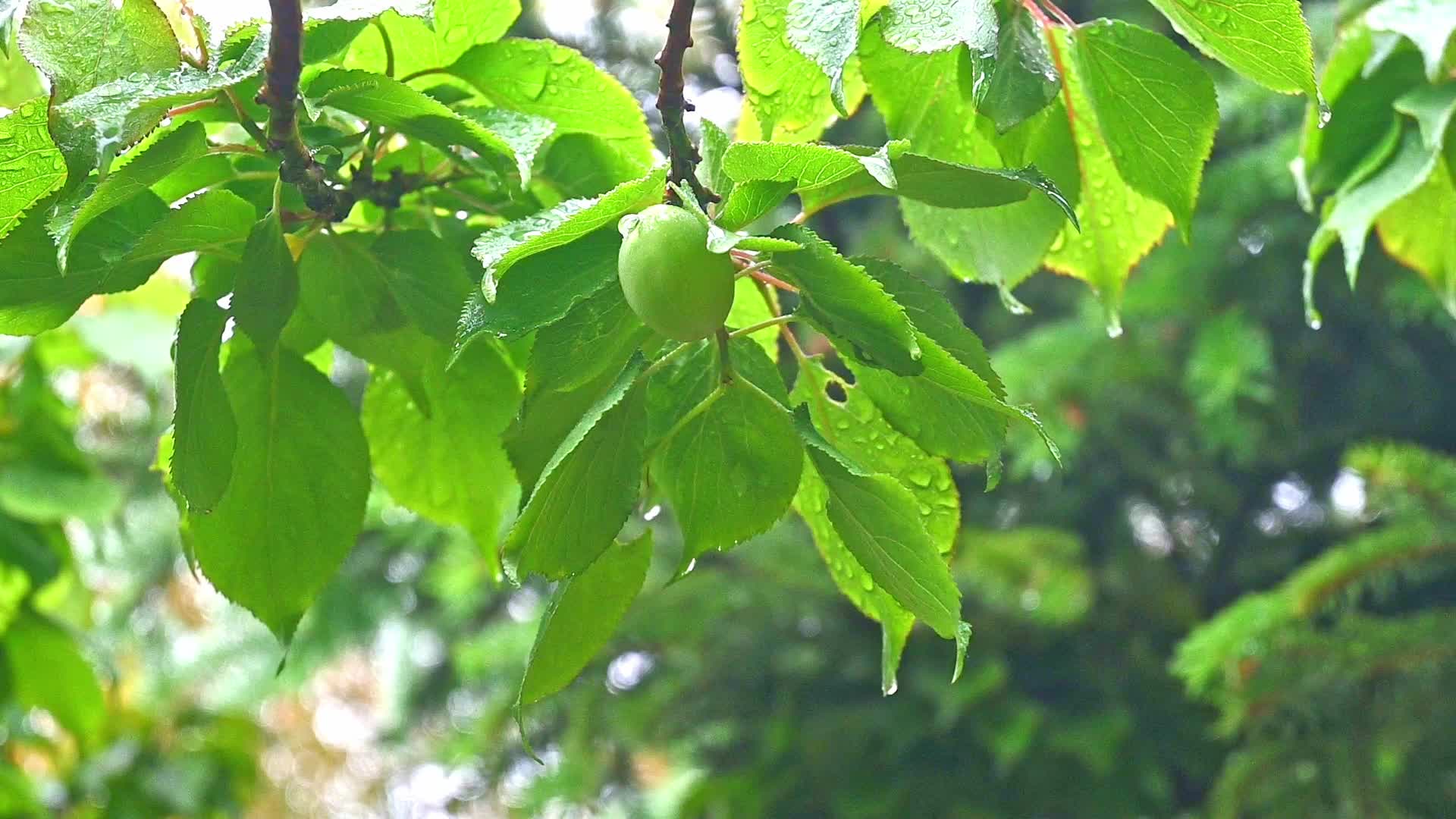 雨后绿意盎然的青梅树叶果实特写视频的预览图
