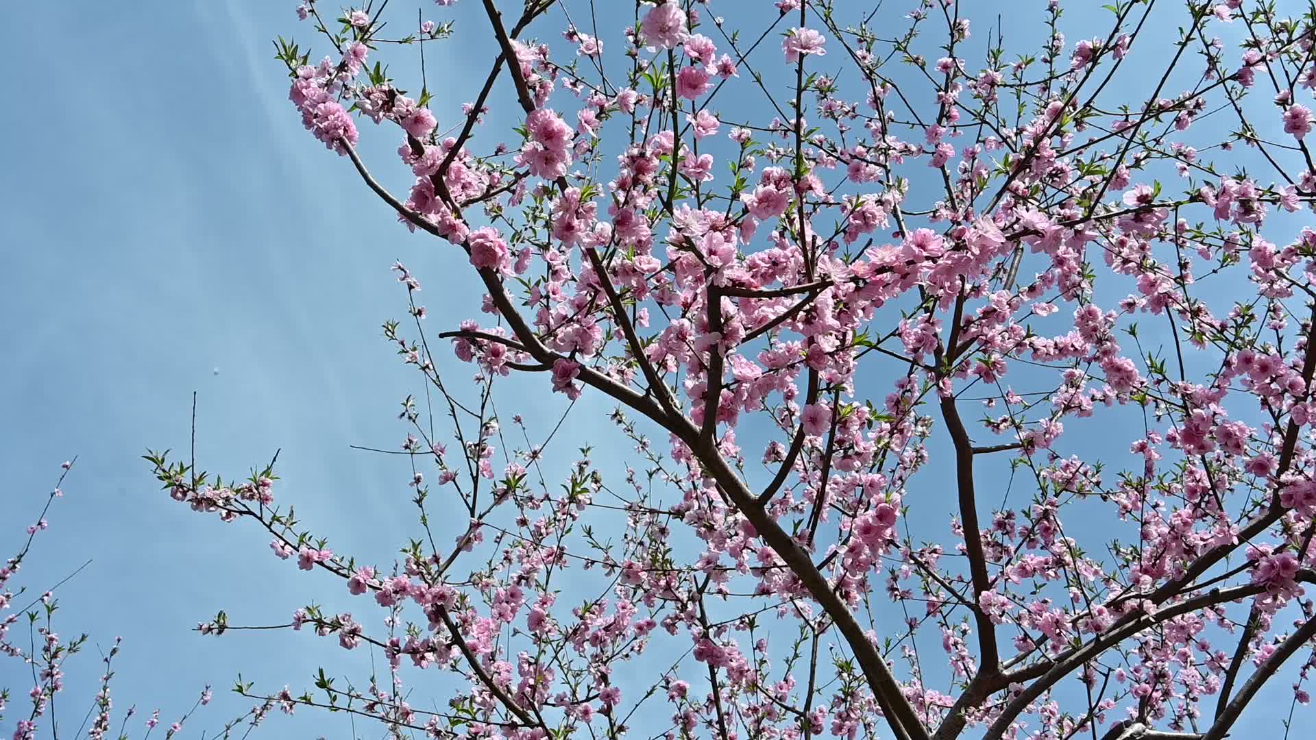 春景视频的预览图