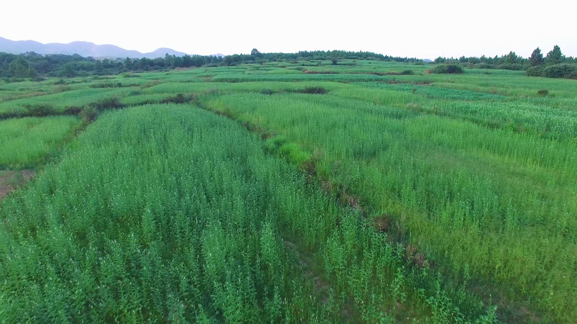 芝麻种植地4k航拍视频的预览图
