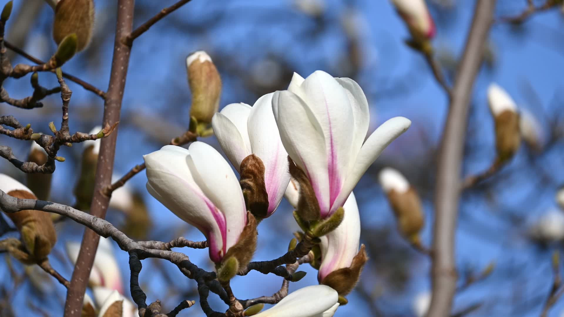 春天蓝天背景下盛开的白色玉兰花视频的预览图