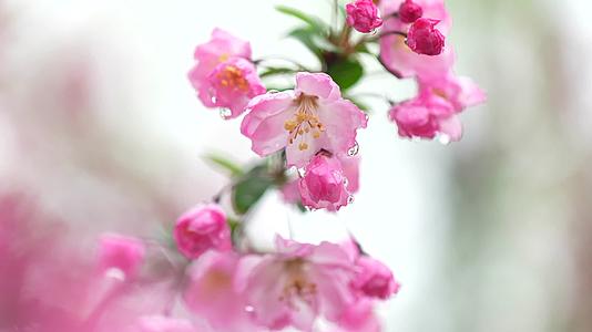 垂丝海棠樱花视频的预览图