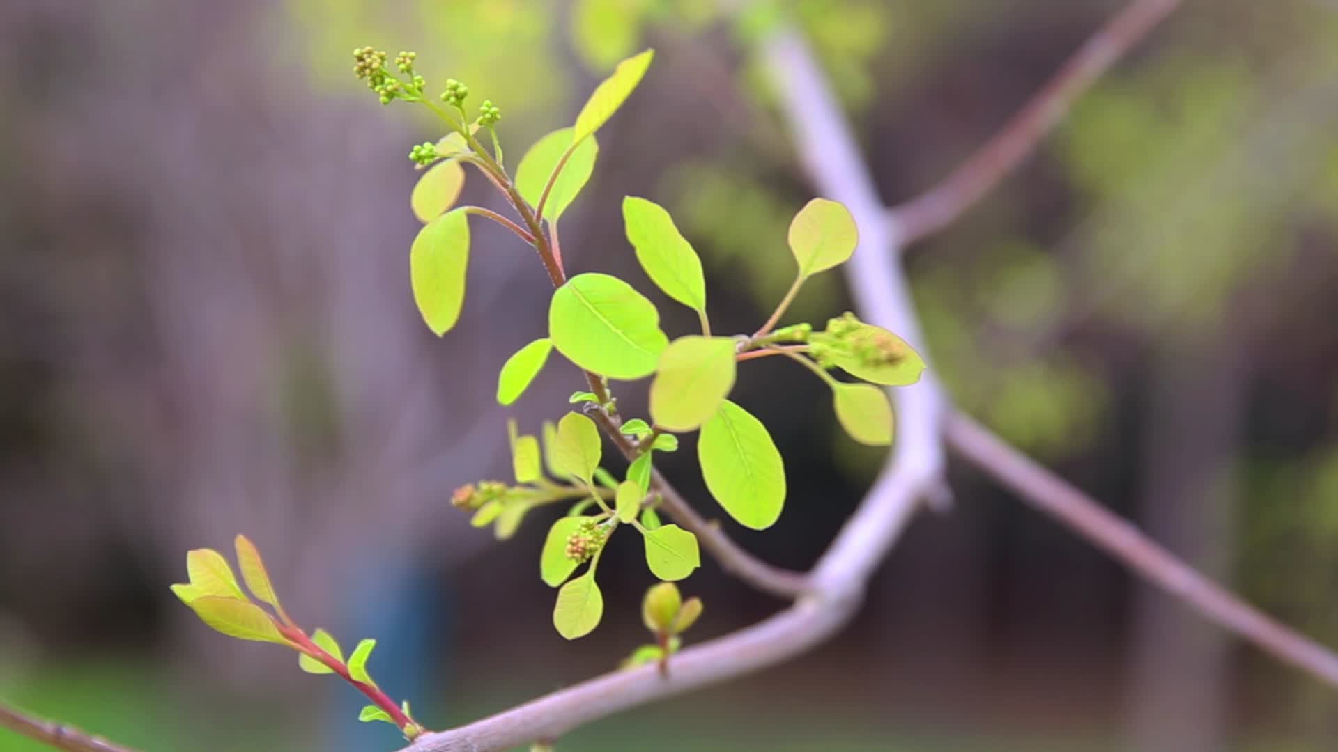 自然风景春季黄栌嫩叶视频的预览图