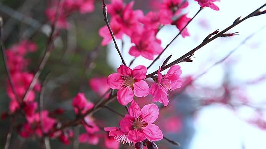 清明节春暖花开花卉摄影视频的预览图