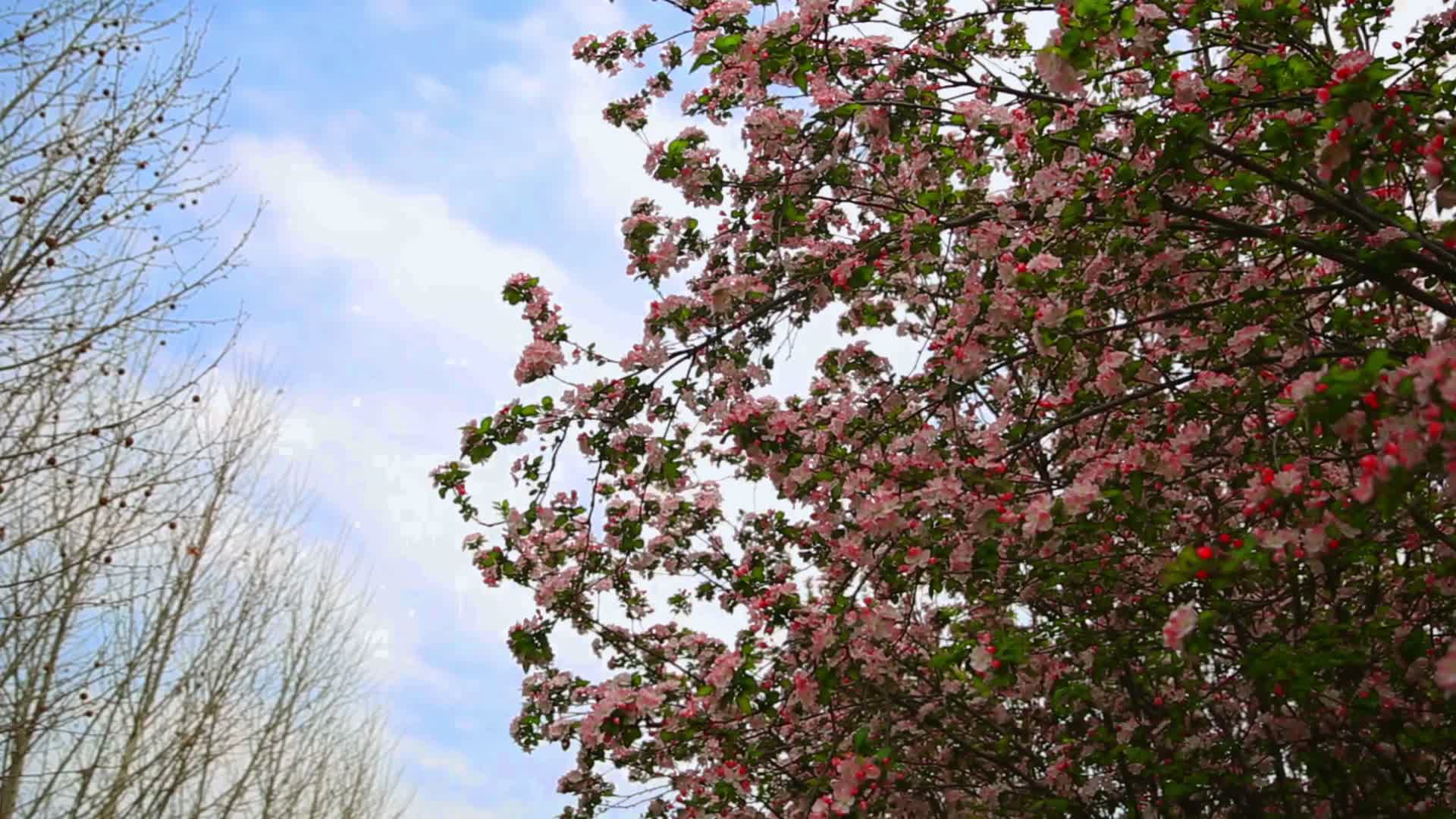 春季自然风景花卉盛开视频的预览图