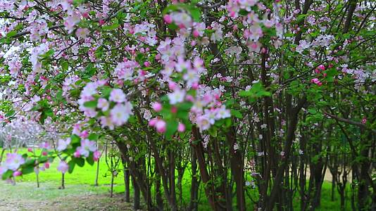 春季春风海棠花盛开视频的预览图