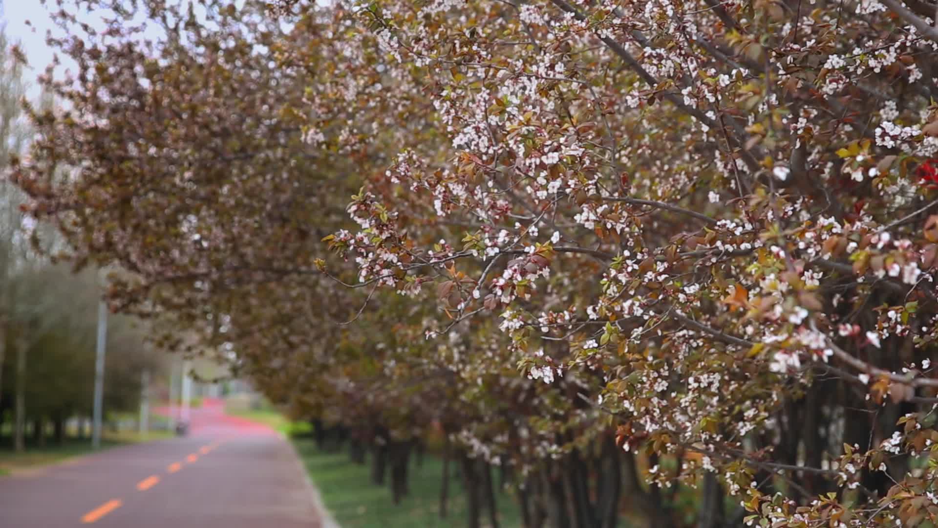 城市园林绿化树木春季盛开鲜花视频的预览图