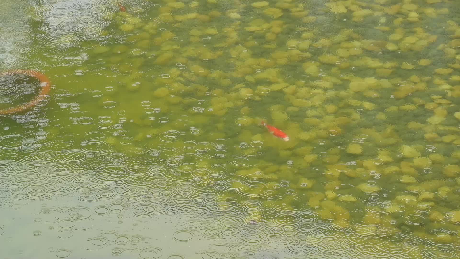 雨中鱼池锦鲤视频的预览图