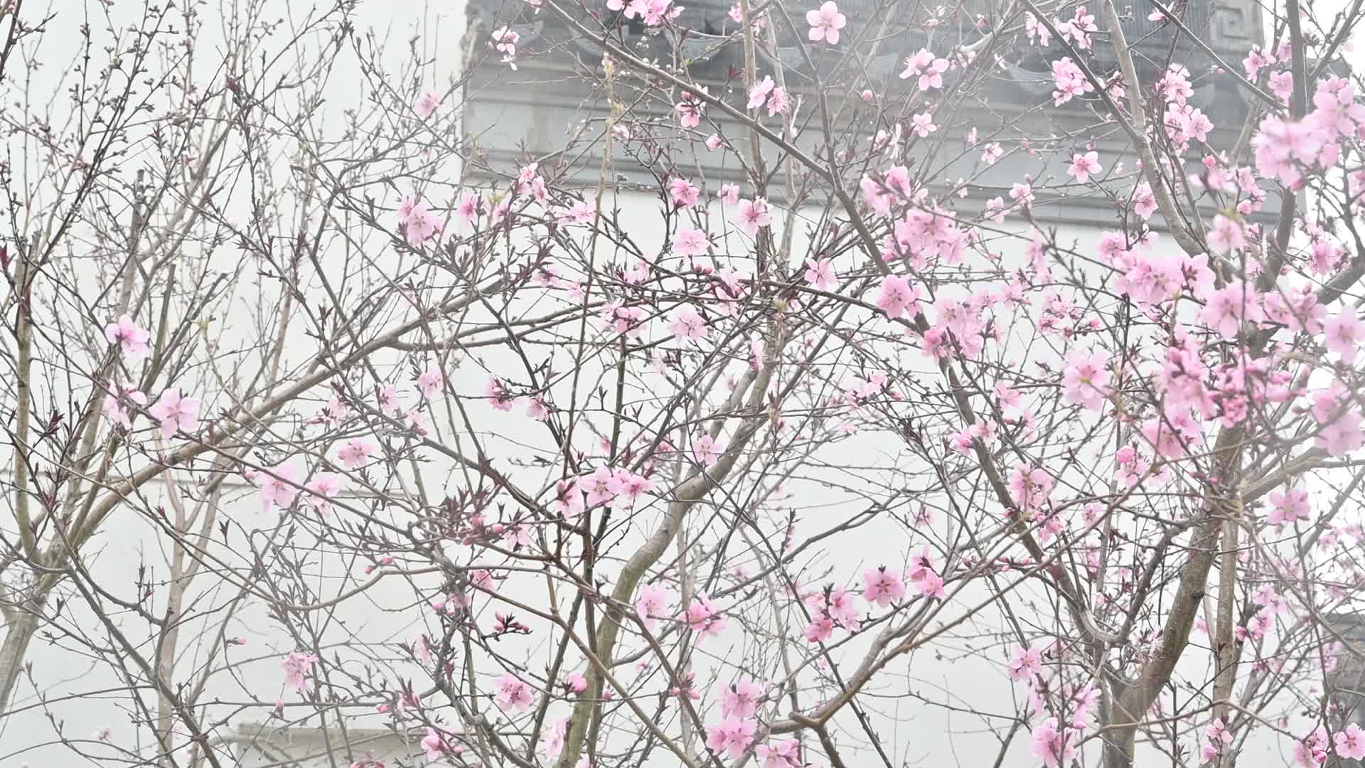满树桃花开视频的预览图
