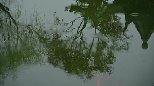 水面树枝倒影鱼儿游过视频的预览图
