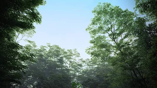 森林原始森林树木生长动画参天大树视频的预览图