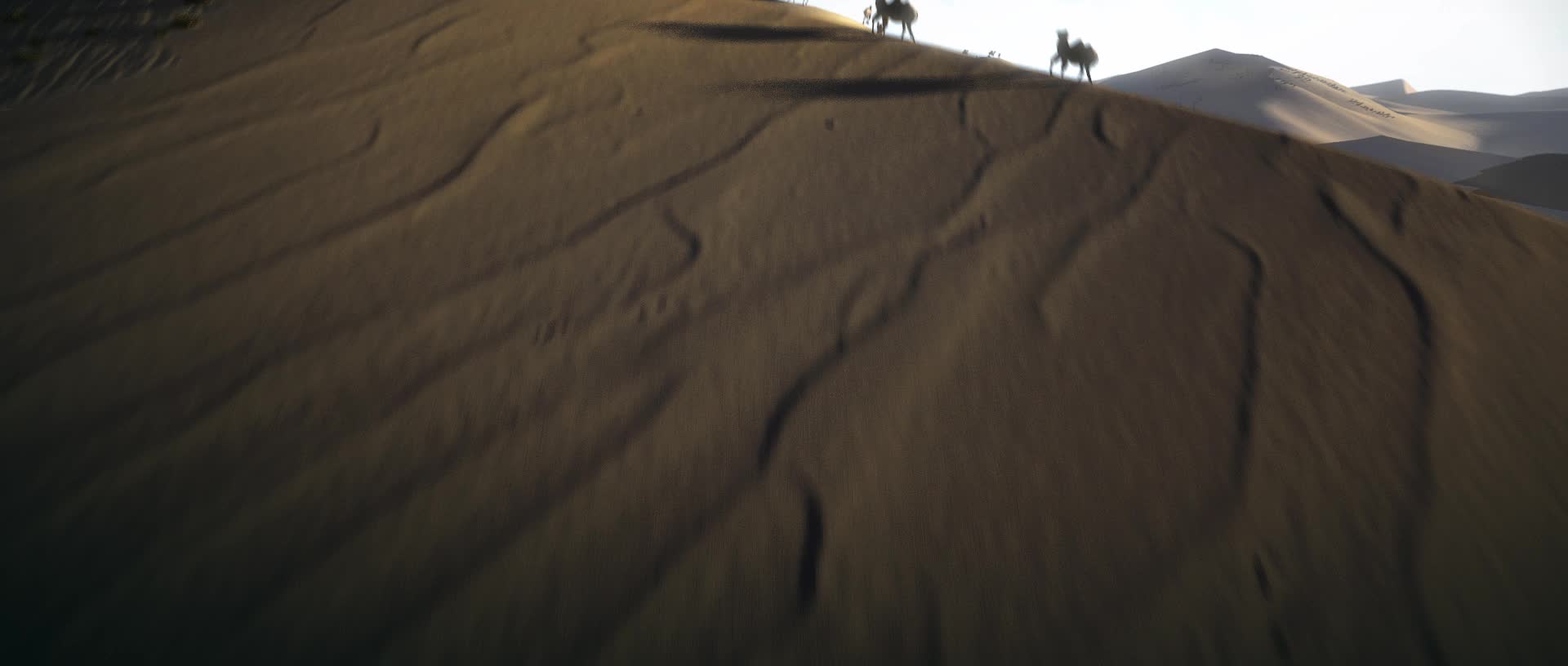 沙漠骆驼丝绸之路一带一路视频的预览图