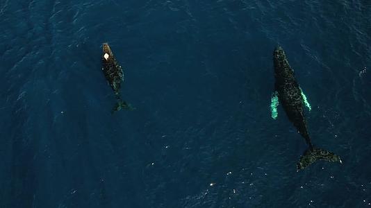4K海面上游泳的鲸鱼02视频的预览图