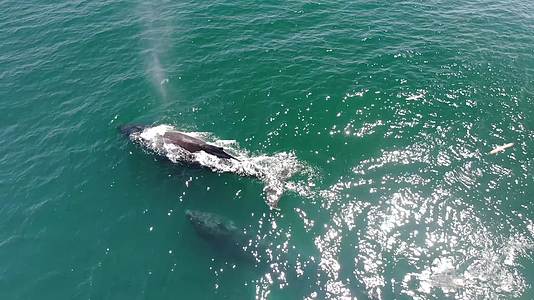 4K海面上游泳的鲸鱼02视频的预览图