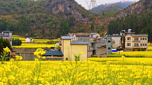 村庄布依族传统民居房屋金黄色的油菜花写意视频的预览图