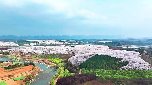 4K航拍贵州安顺平坝樱花景区风光视频的预览图