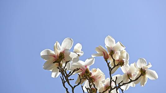 春天蓝天背景下盛开的白色玉兰花视频的预览图