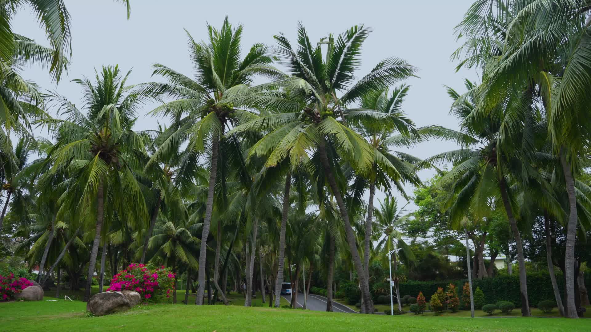 海南三亚椰子树林海边唯美4K素材视频的预览图